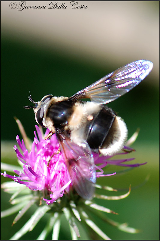 mosca bianco-marrone da identificare